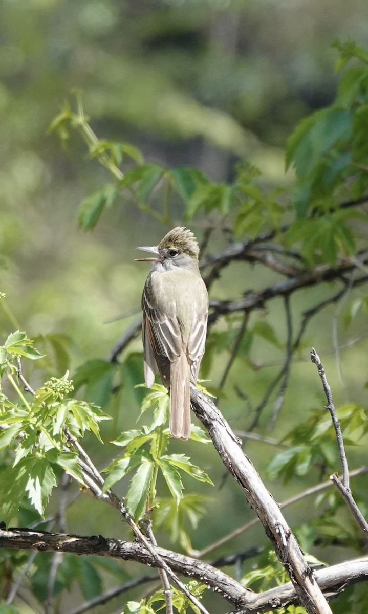Great Crested Flycatcher - ML618468869
