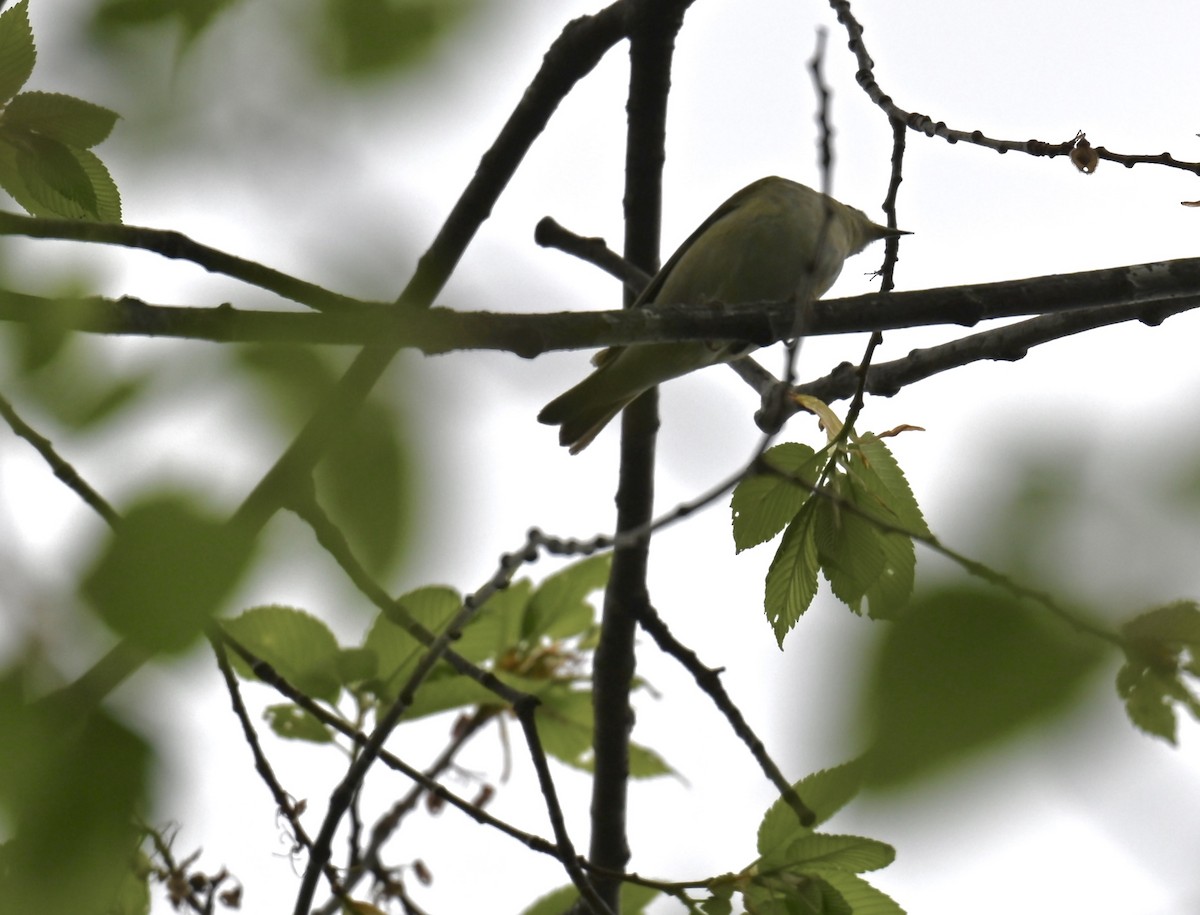 Tennessee Warbler - Nui Moreland