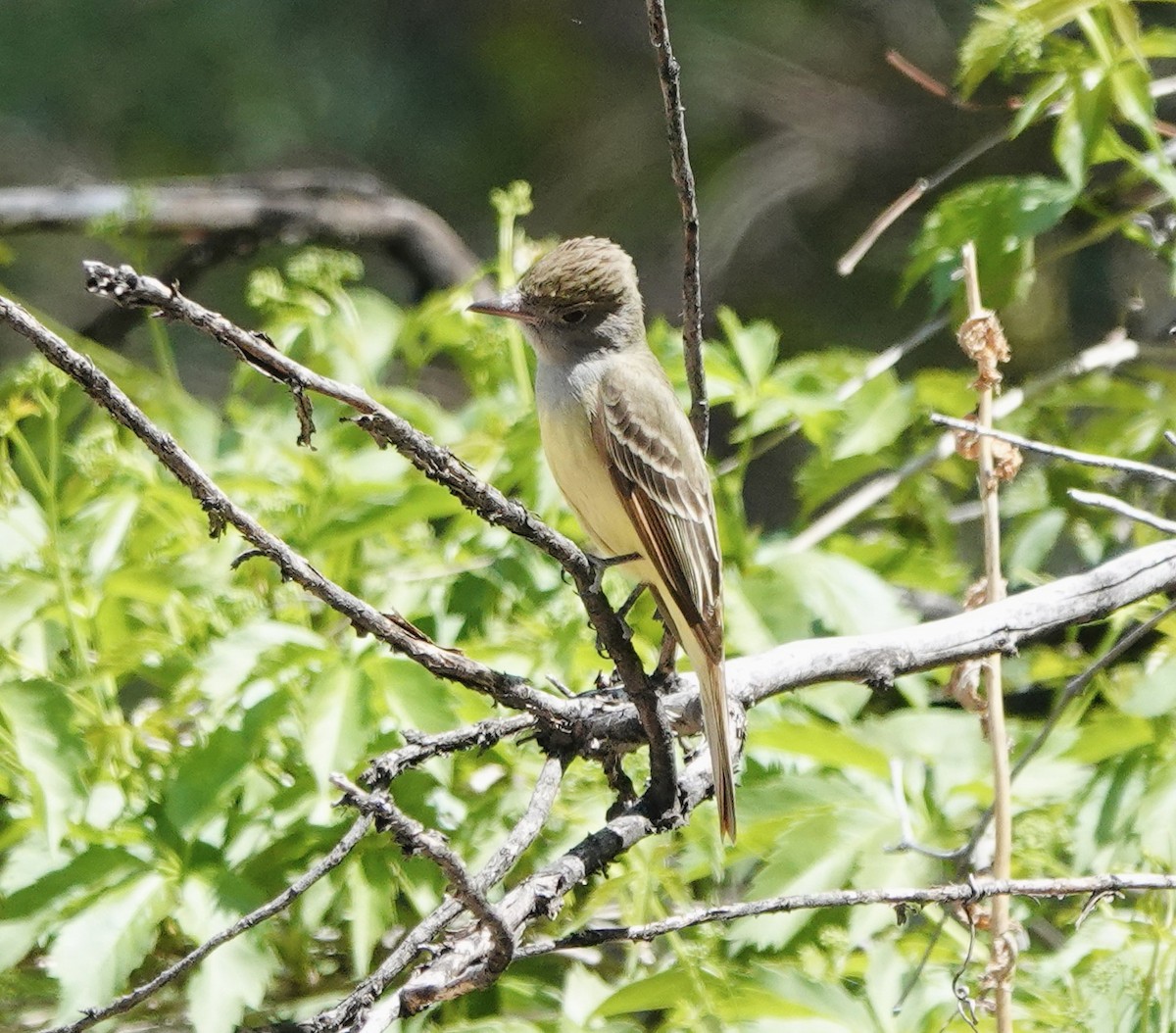 Great Crested Flycatcher - Patricia Cullen