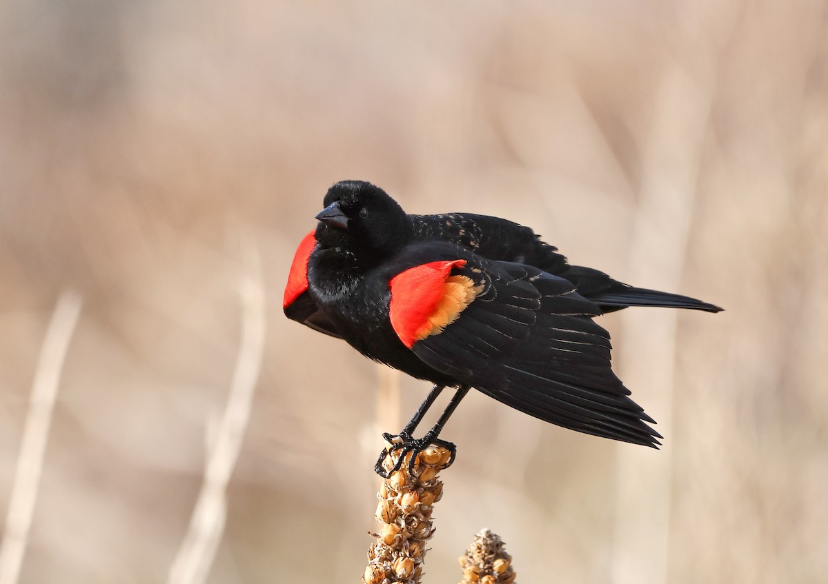 Red-winged Blackbird - ML618468893