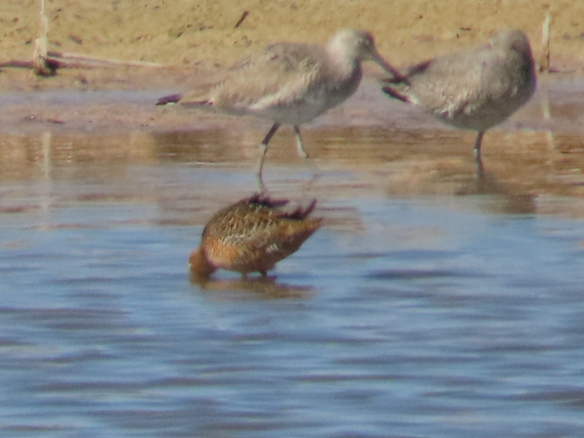 Long-billed Dowitcher - ML618468907