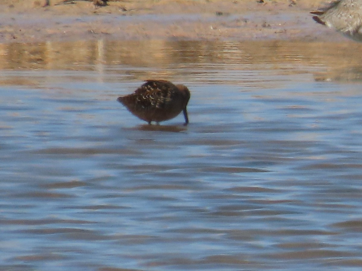 Long-billed Dowitcher - ML618468909