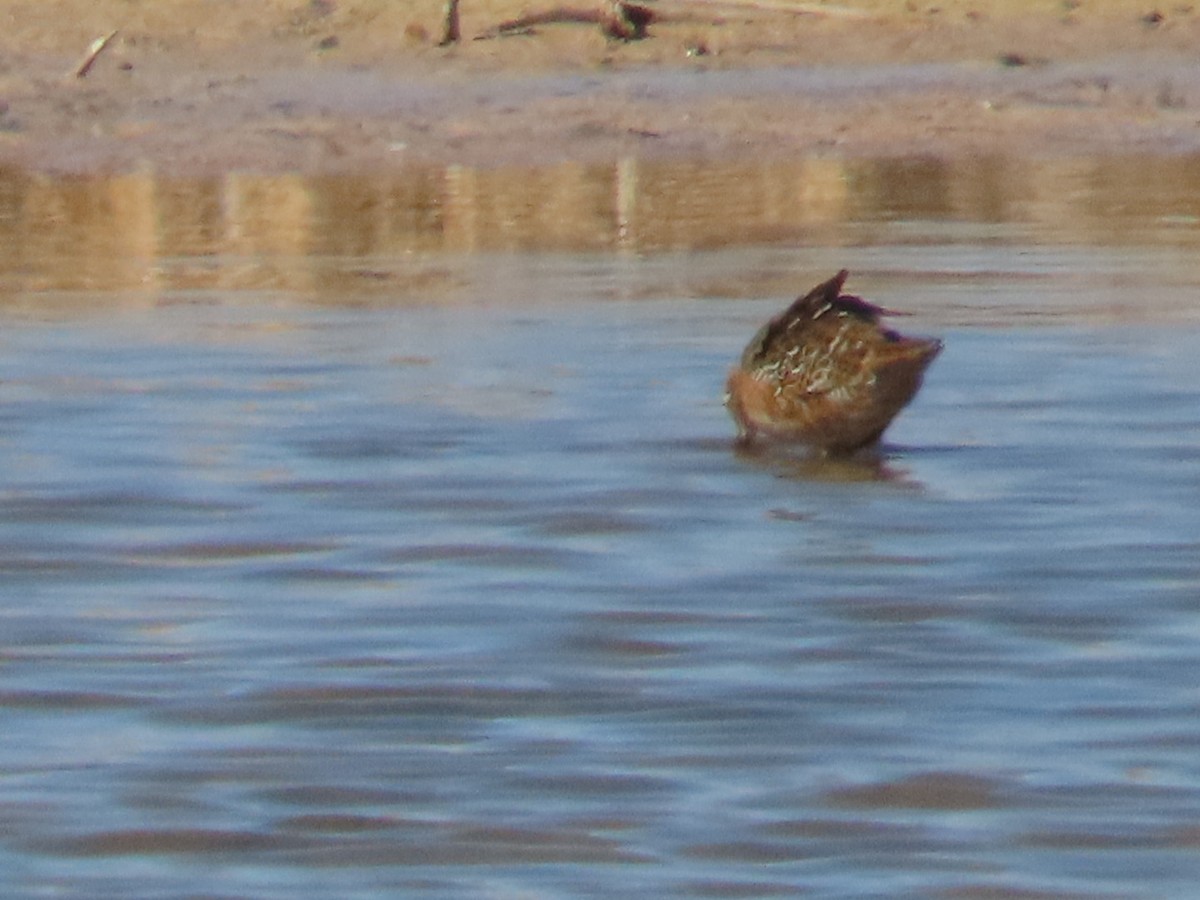 Long-billed Dowitcher - ML618468911