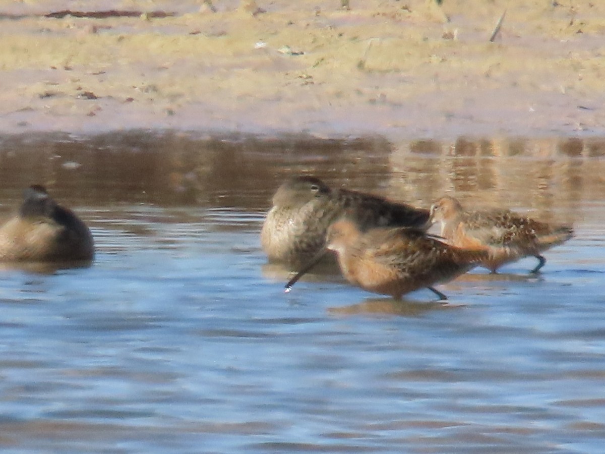 Long-billed Dowitcher - ML618468912