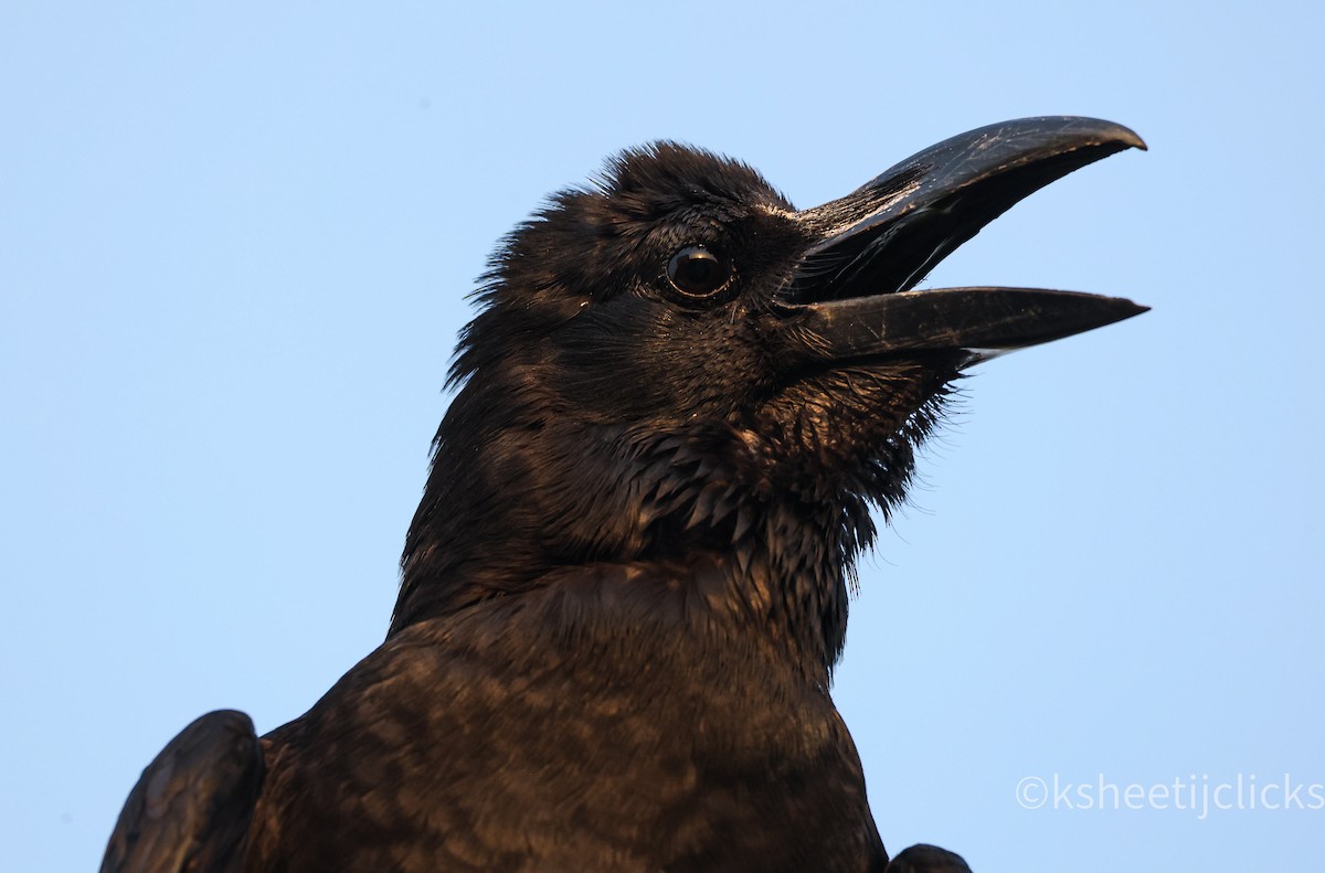 Large-billed Crow - ML618468931