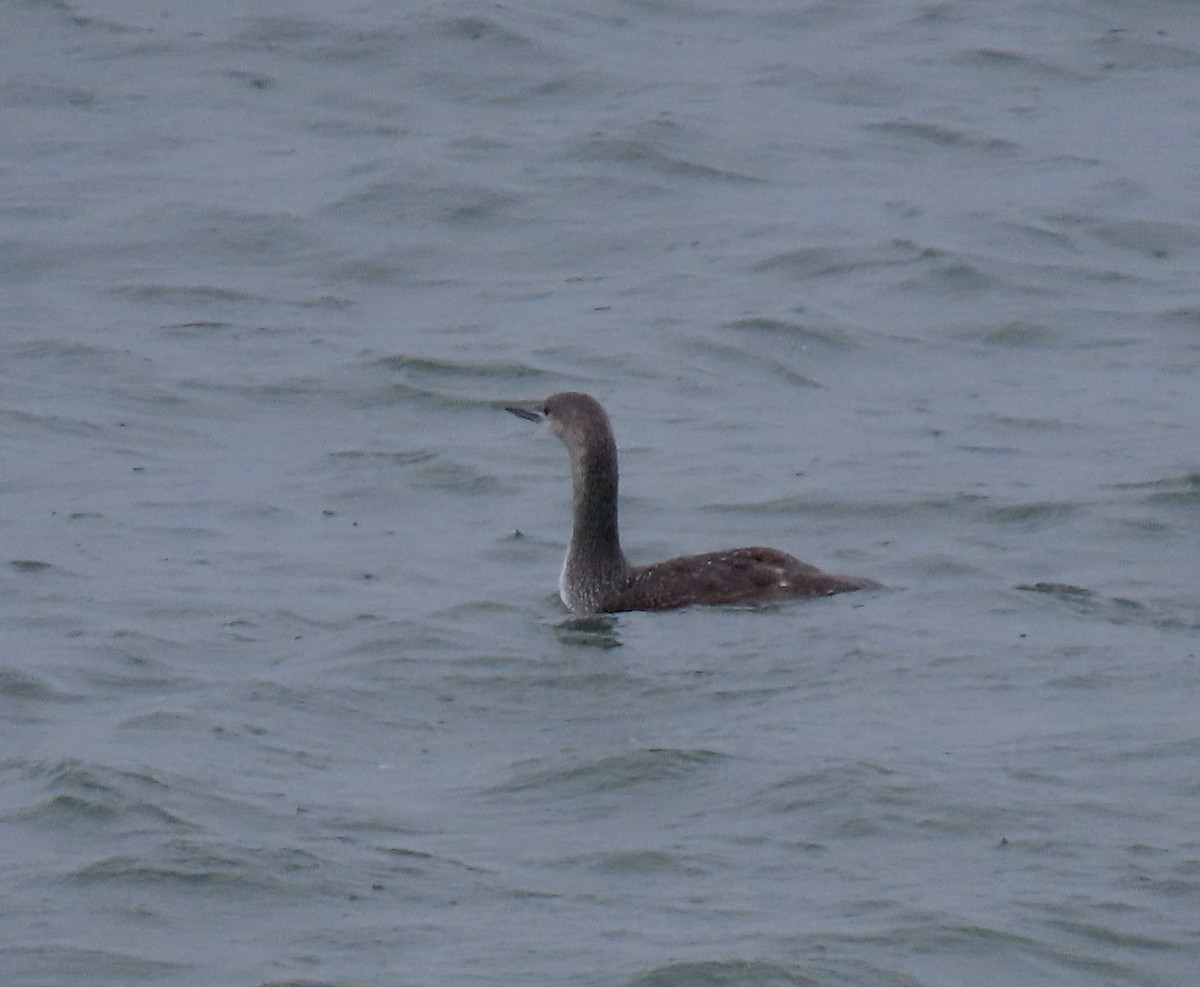Red-throated Loon - ML618468938