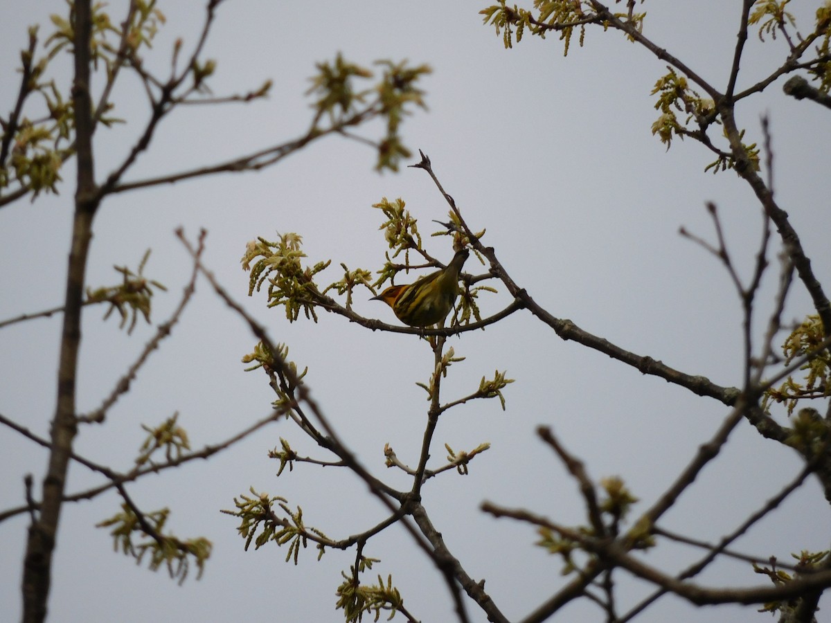 Cape May Warbler - ML618468957