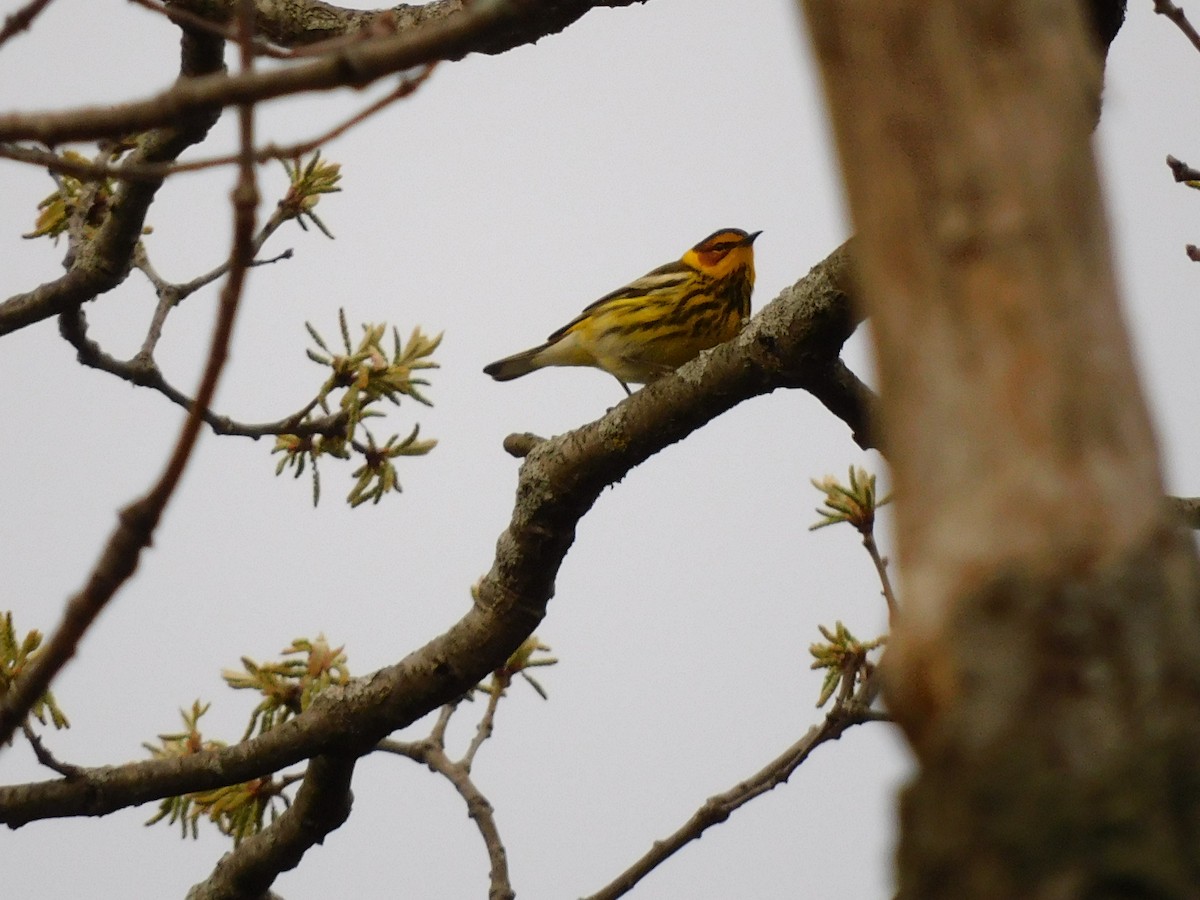 Cape May Warbler - ML618468958