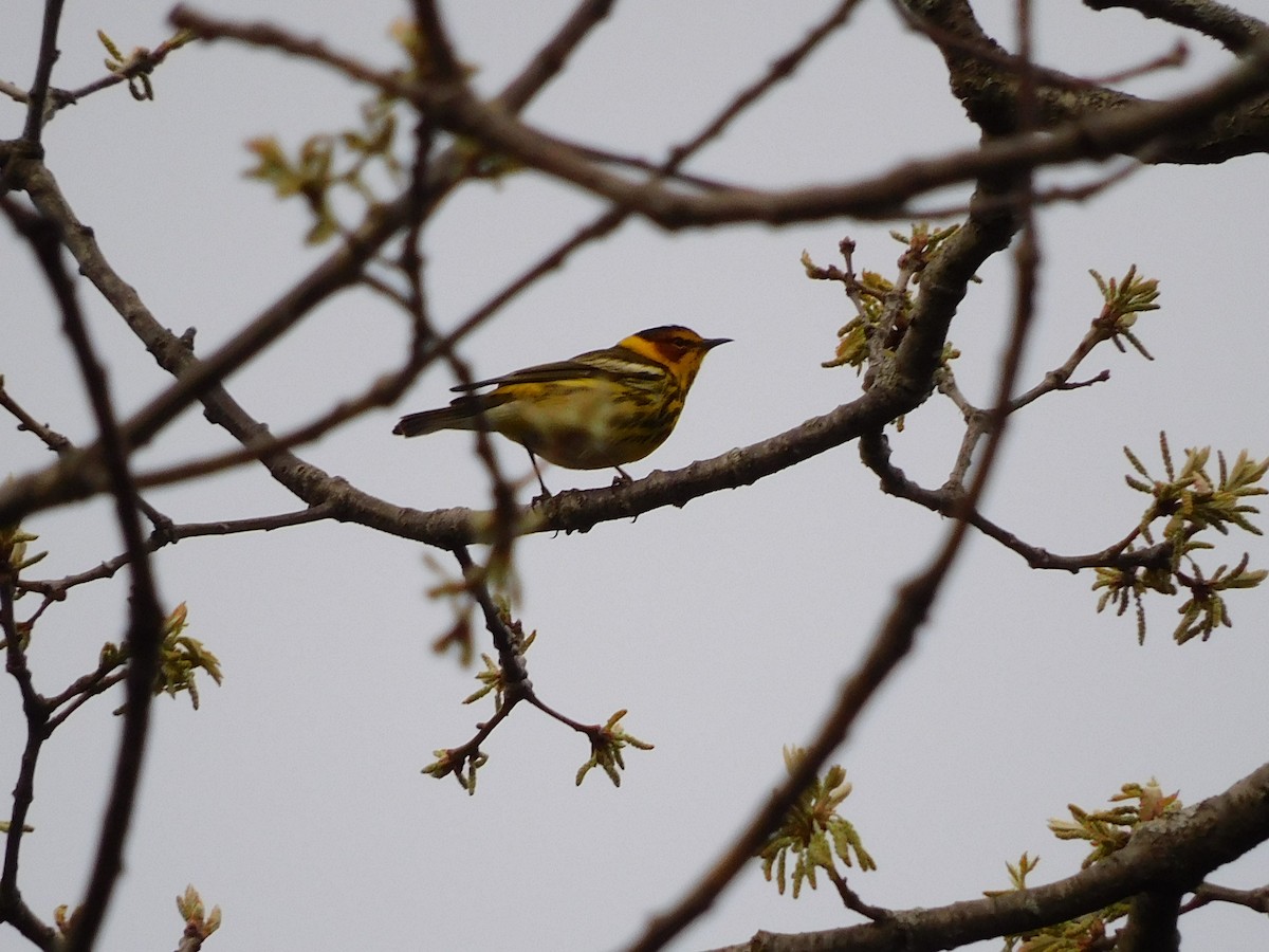 Cape May Warbler - ML618468959