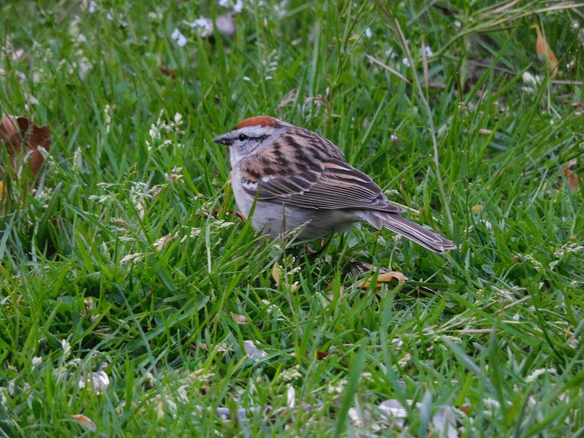 Chipping Sparrow - ML618468974