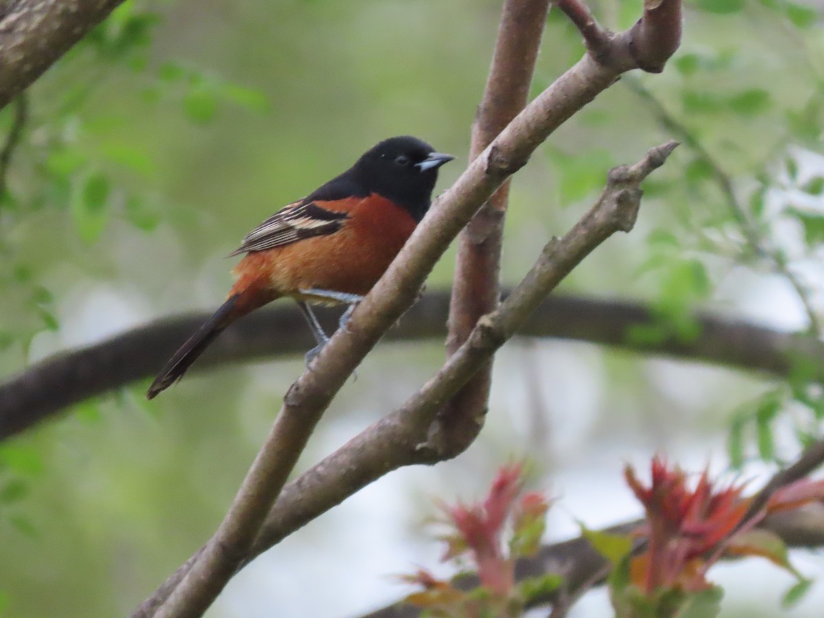 Orchard Oriole - ML618468996
