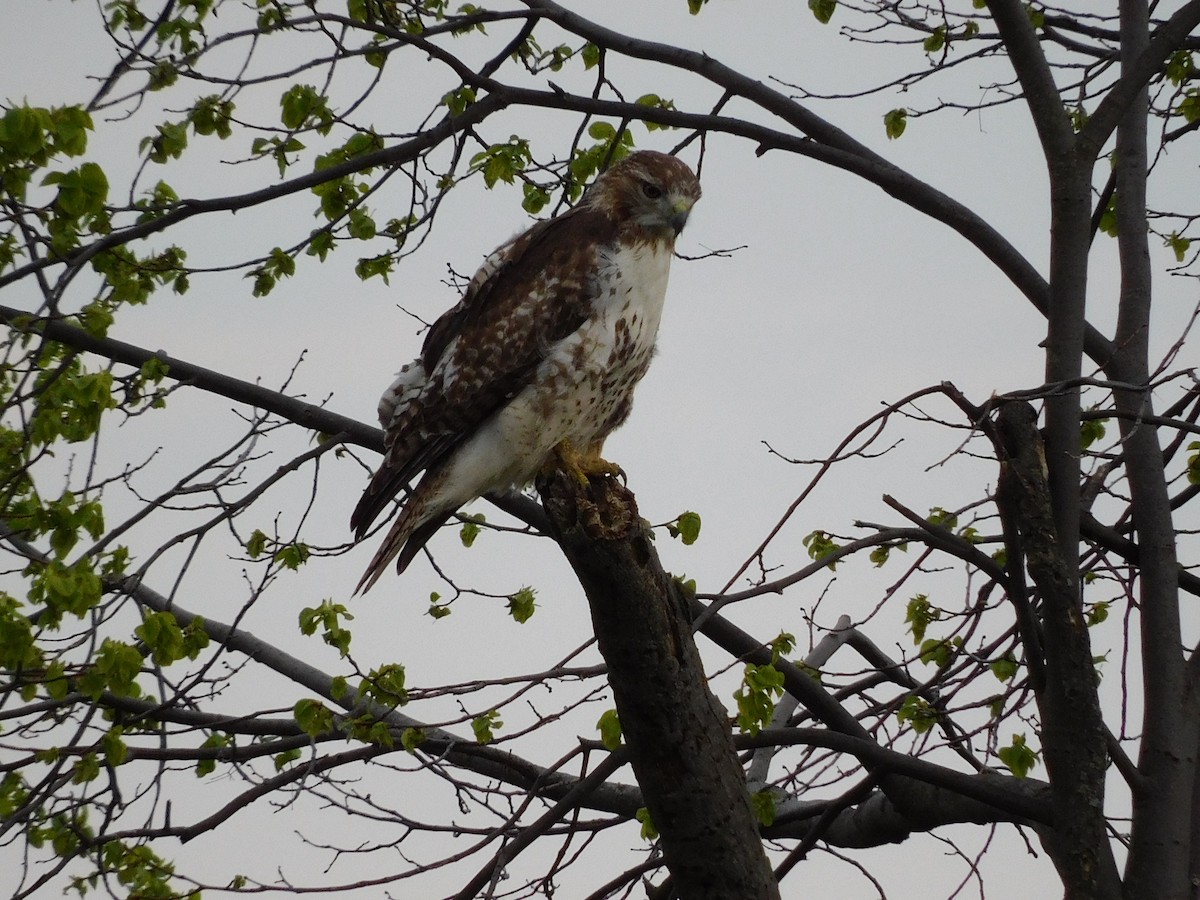 Red-tailed Hawk - ML618469017