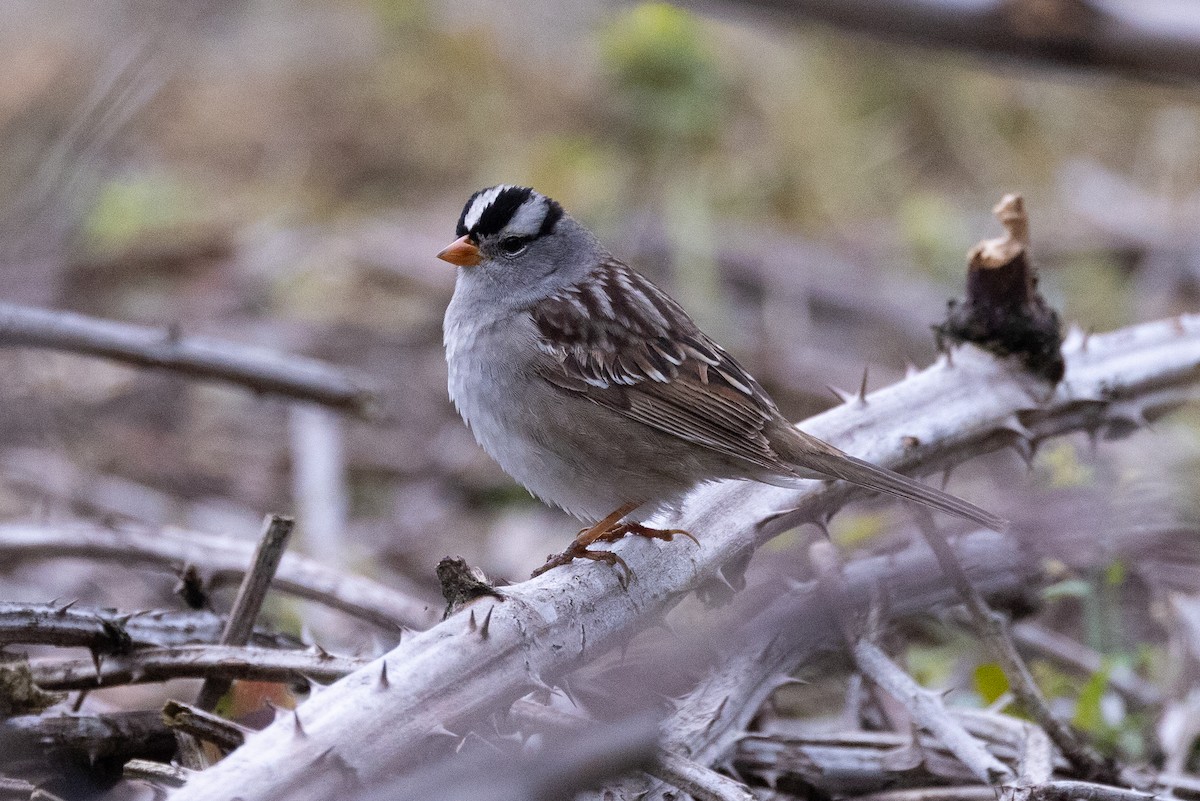 White-crowned Sparrow - ML618469052