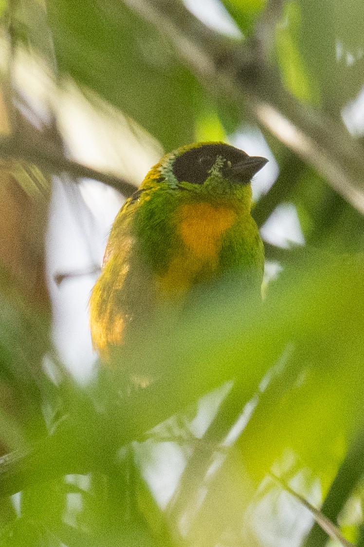 Green-and-gold Tanager - ML618469053
