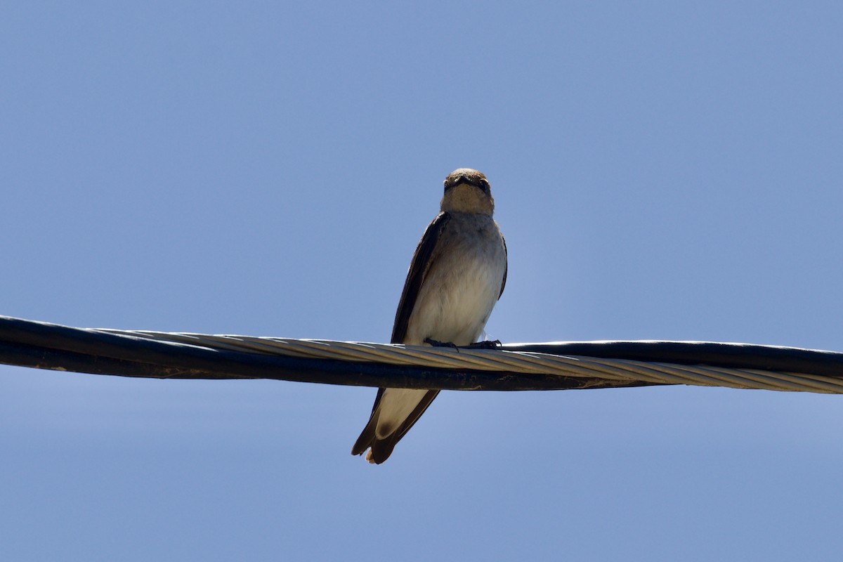 Northern Rough-winged Swallow - ML618469075