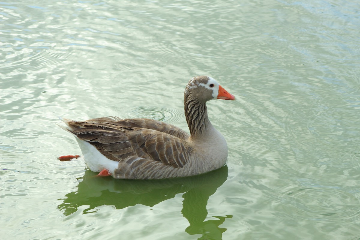 Graylag Goose (Domestic type) - ML618469077