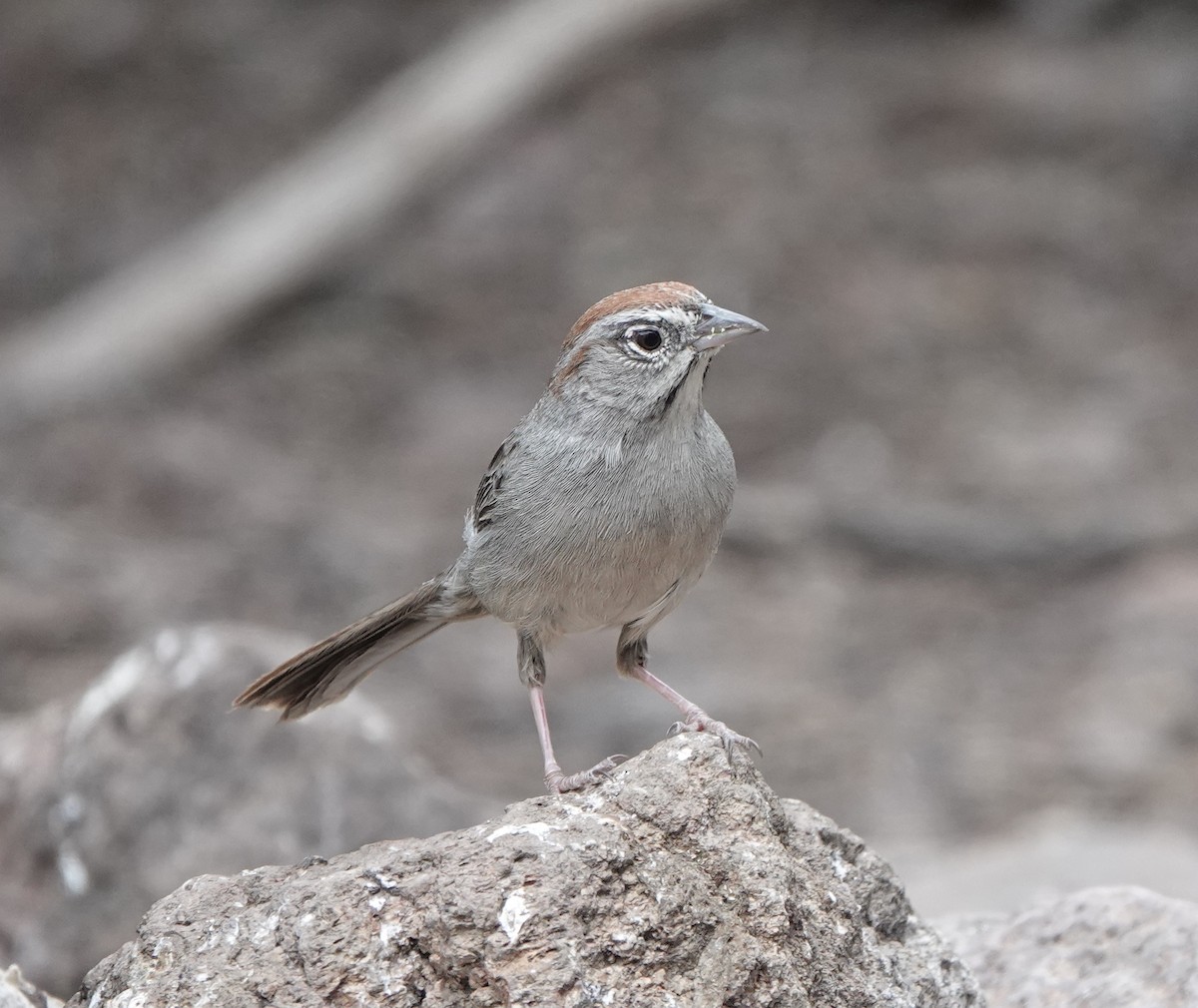 Rufous-crowned Sparrow - ML618469079