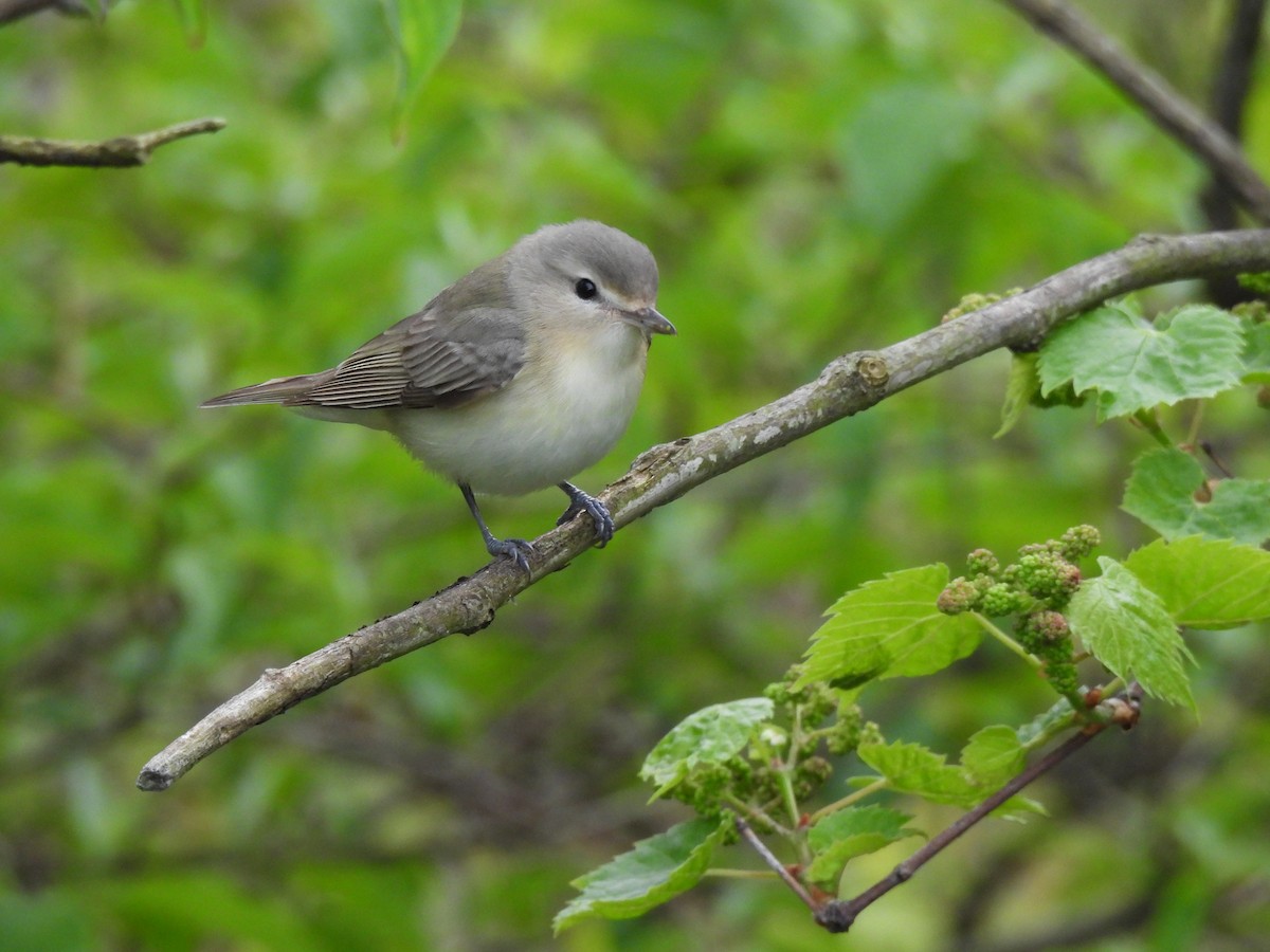 Warbling Vireo - ML618469088