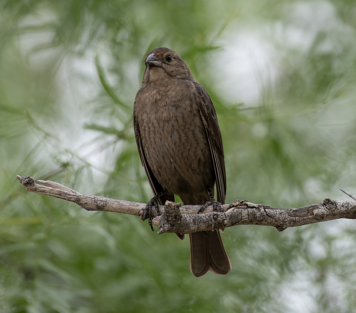 Brown-headed Cowbird - c.a. maedgen