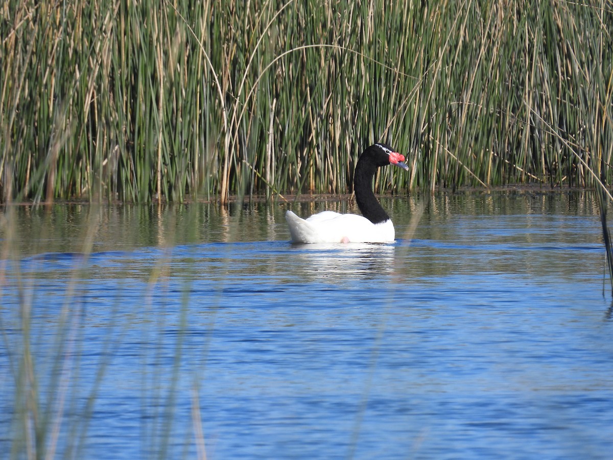 Black-necked Swan - ML618469133