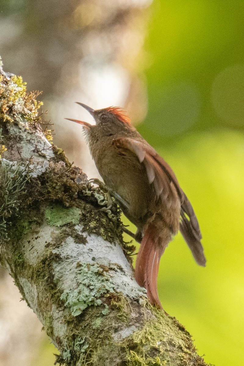 Ash-browed Spinetail - ML618469156