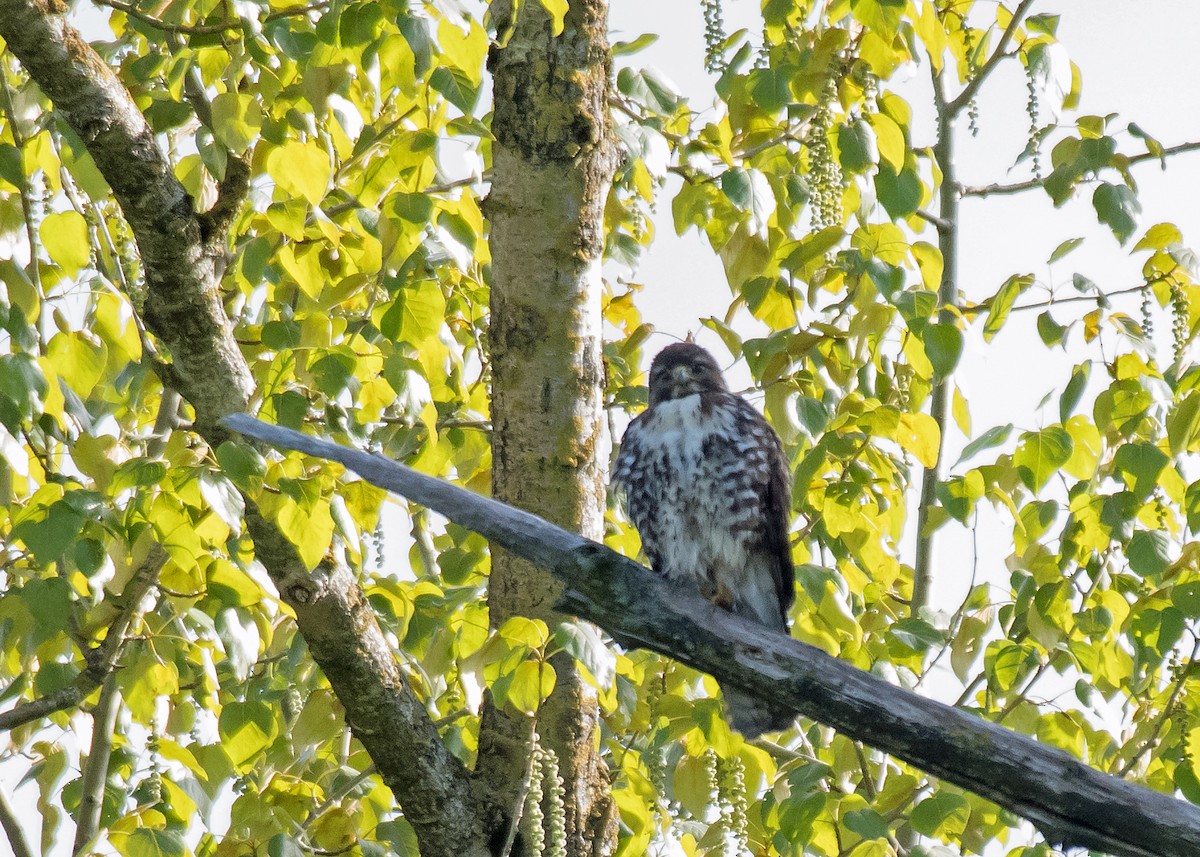 Red-tailed Hawk - ML618469203