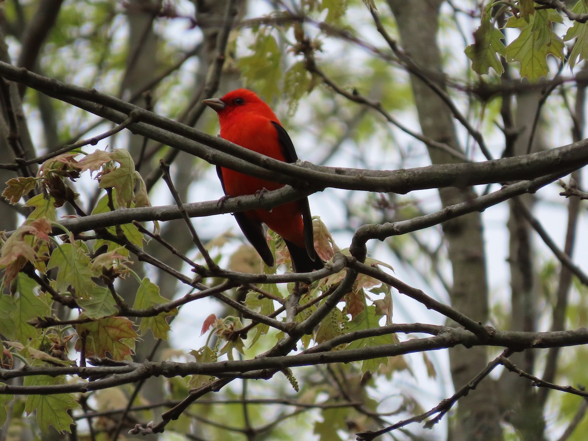 Scarlet Tanager - ML618469211