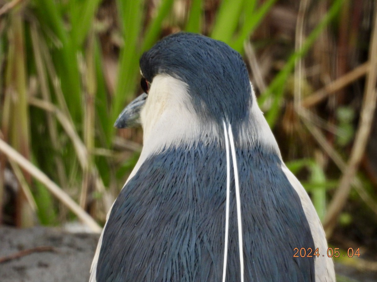 Black-crowned Night Heron - ML618469214
