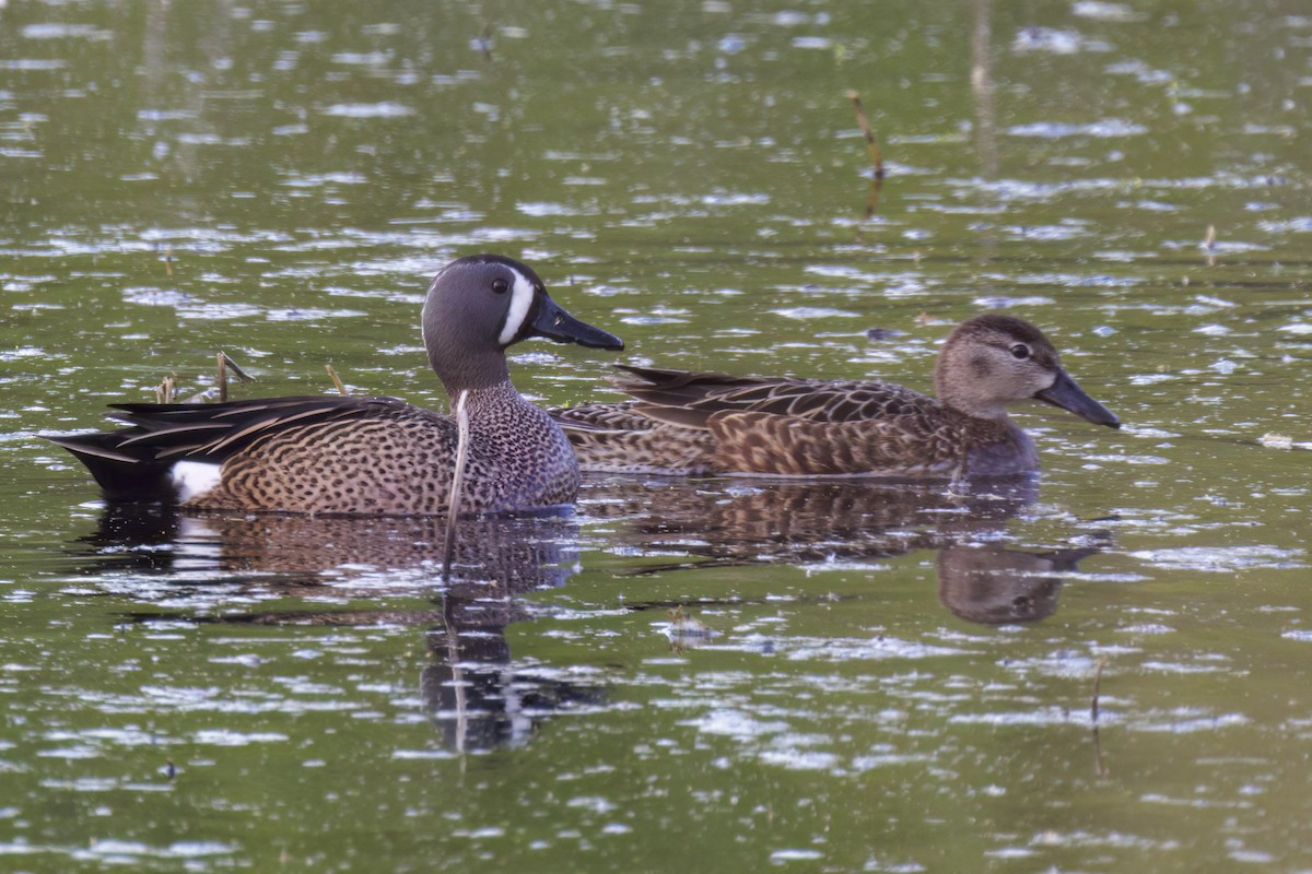 Blue-winged Teal - ML618469263