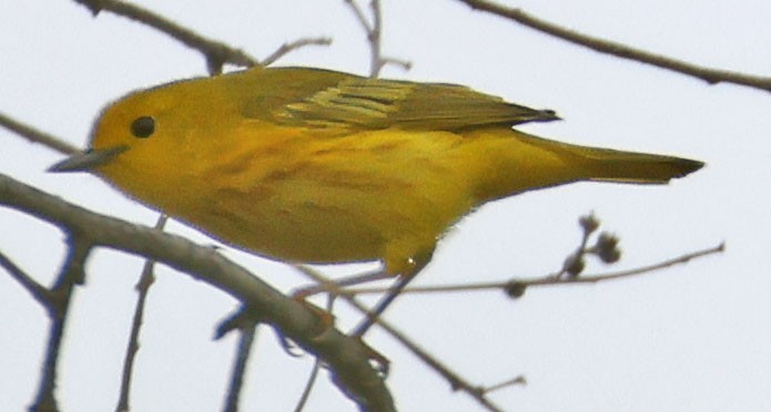 Yellow Warbler - George Nothhelfer