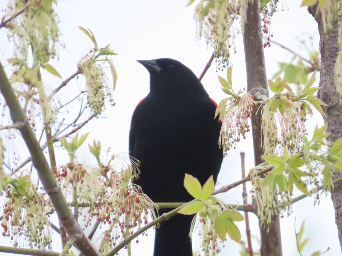 Red-winged Blackbird - ML618469304
