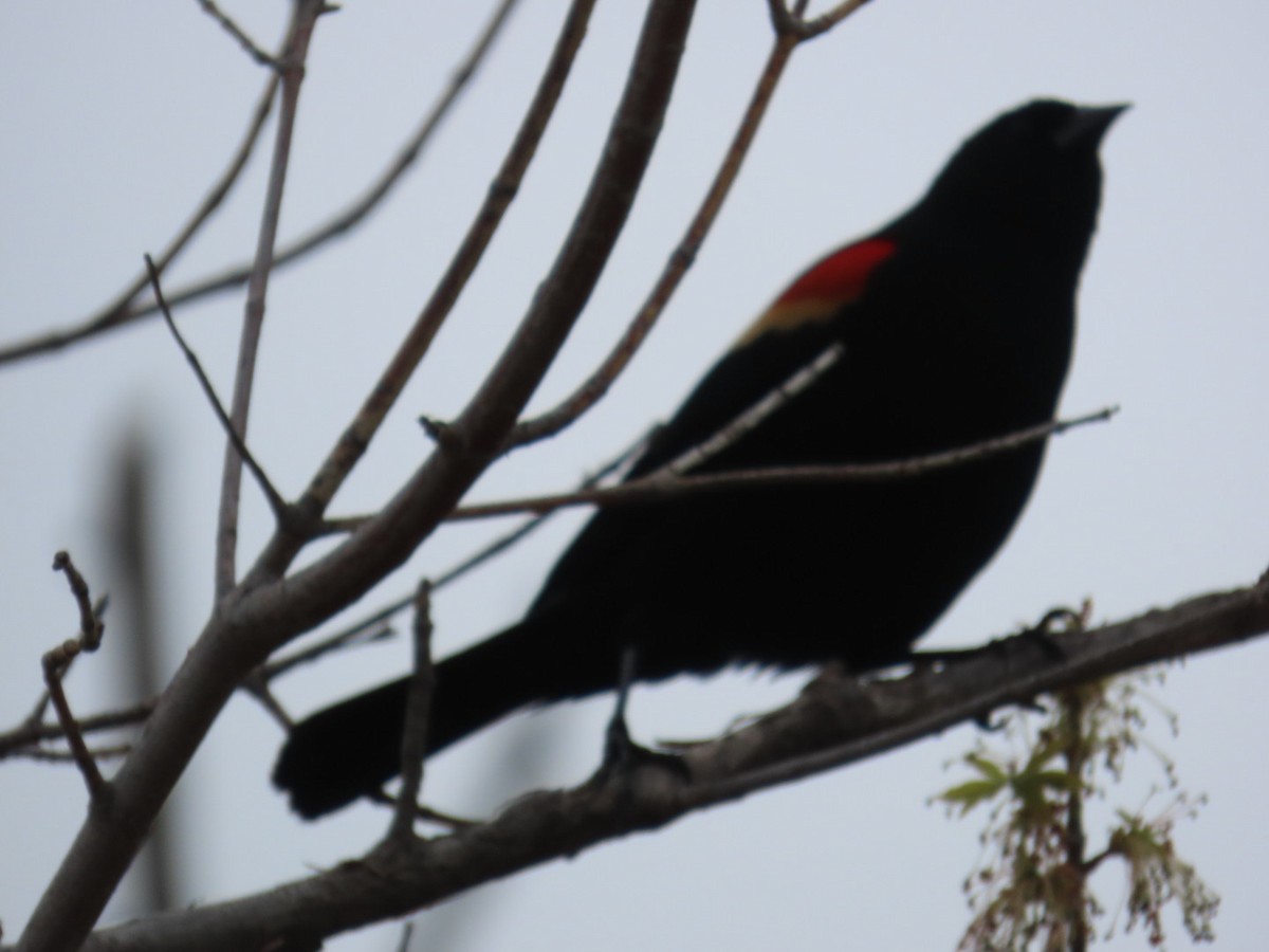 Red-winged Blackbird - ML618469305