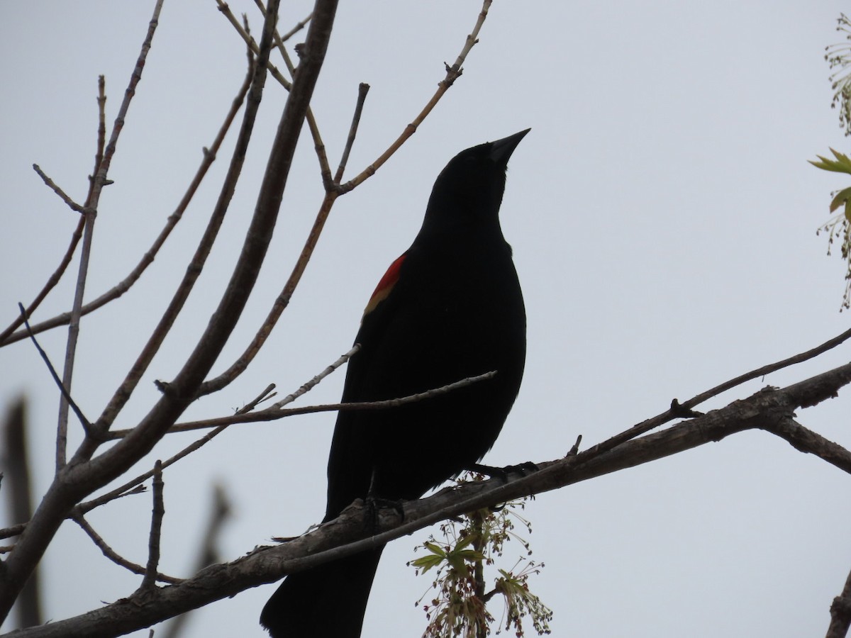 Red-winged Blackbird - Edward Raynor
