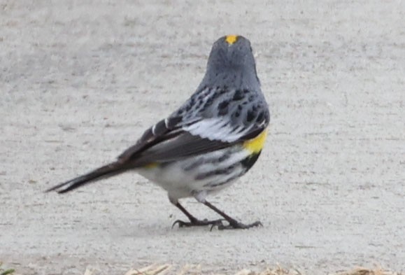 Yellow-rumped Warbler - ML618469309