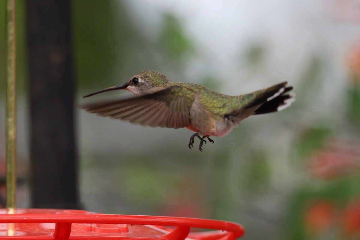 Black-chinned Hummingbird - ML618469323