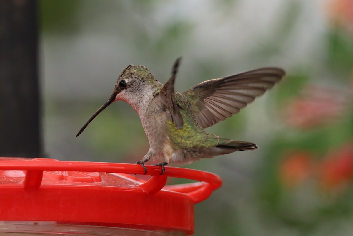 Black-chinned Hummingbird - ML618469324