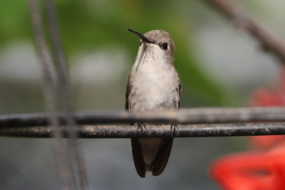 Black-chinned Hummingbird - ML618469325