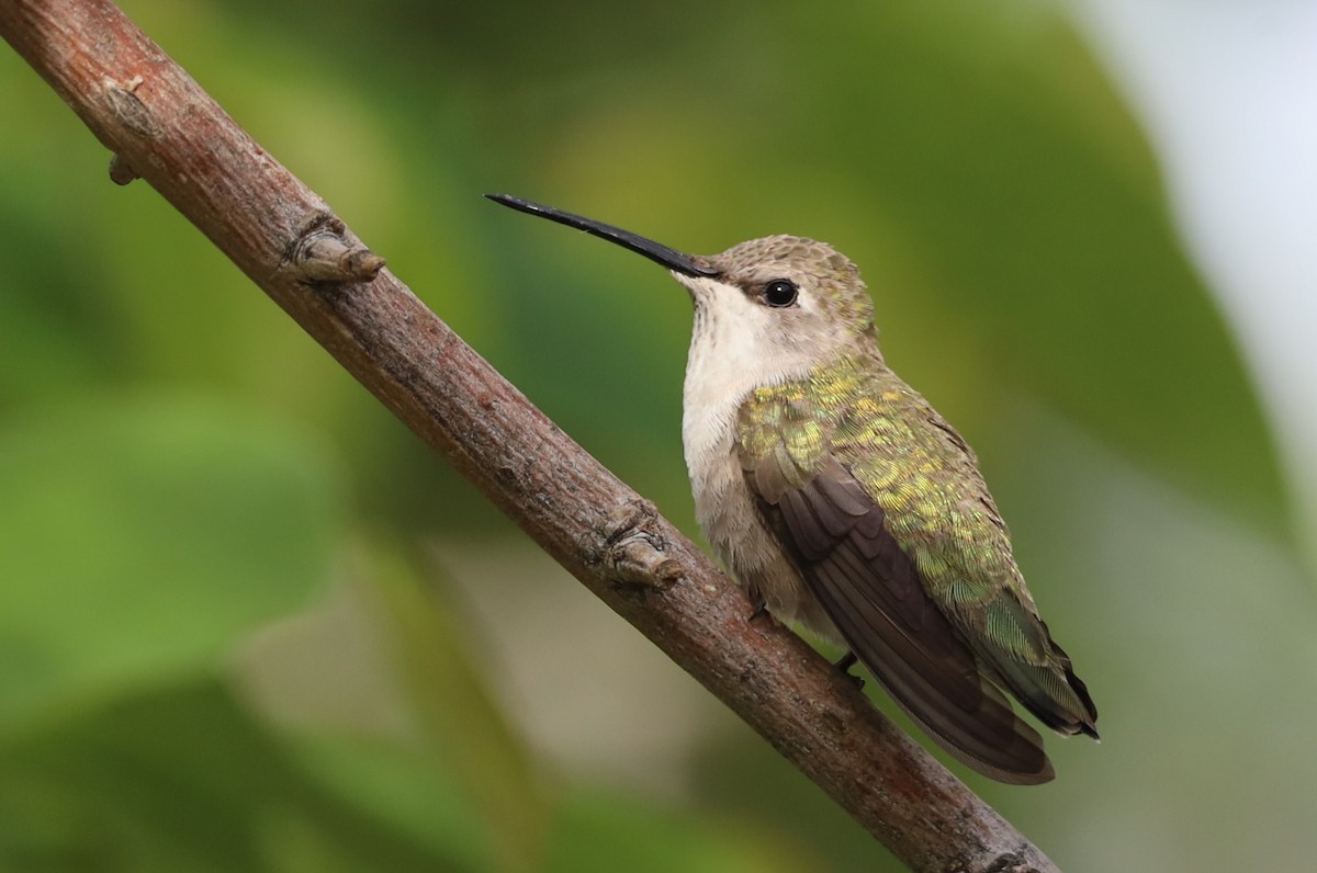 Black-chinned Hummingbird - ML618469328