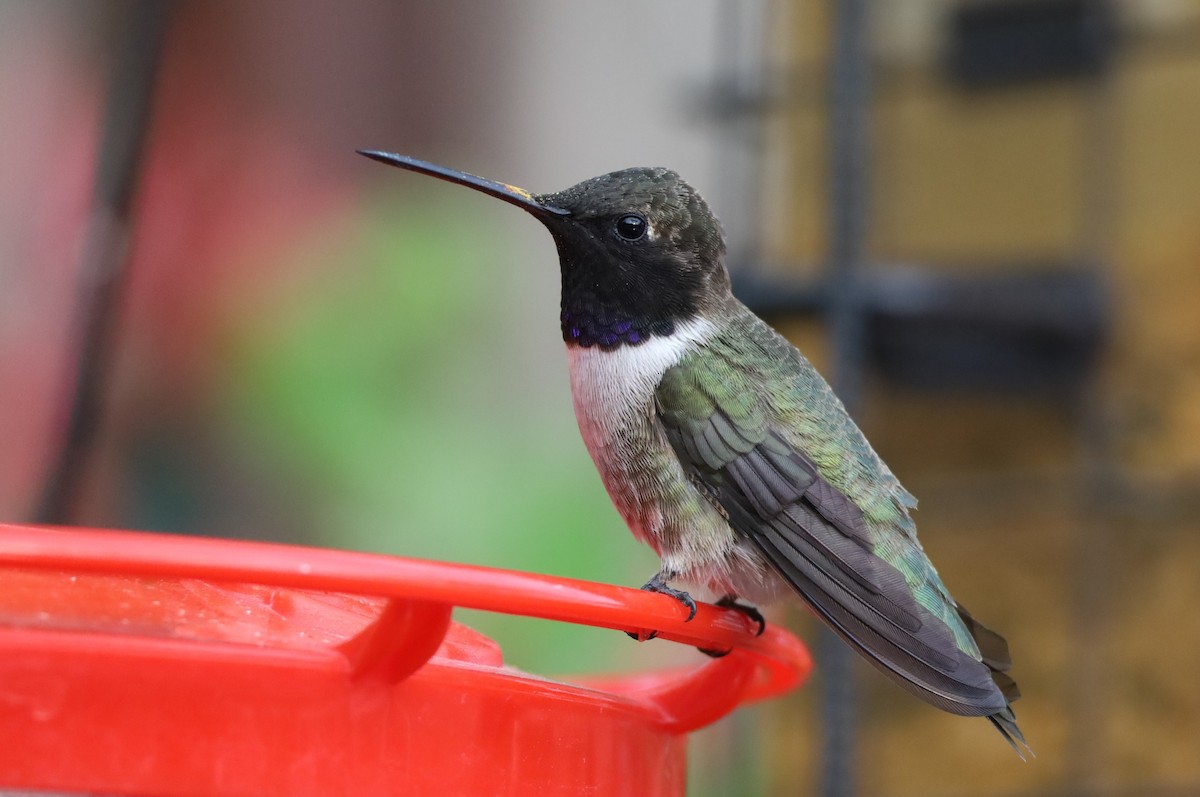 Black-chinned Hummingbird - ML618469329