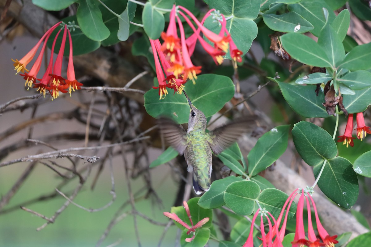 Black-chinned Hummingbird - ML618469332