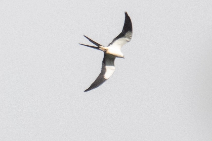 Swallow-tailed Kite - ML618469346