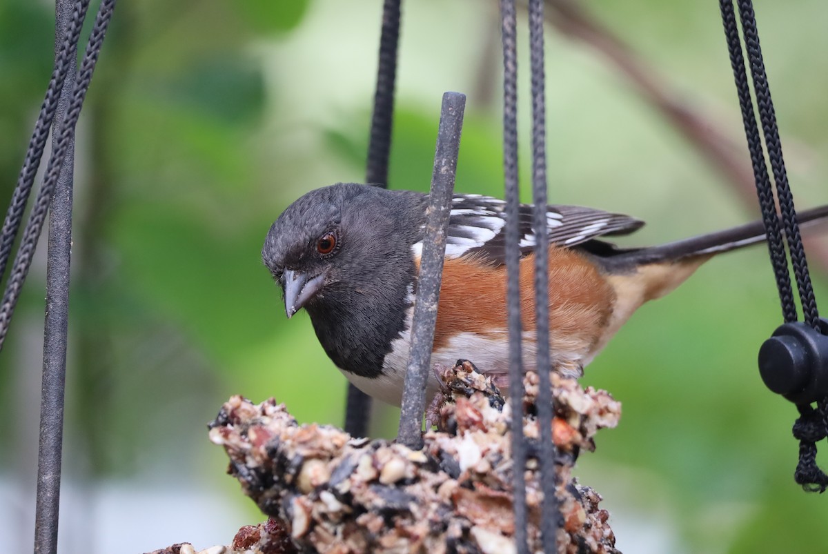 Spotted Towhee - ML618469351
