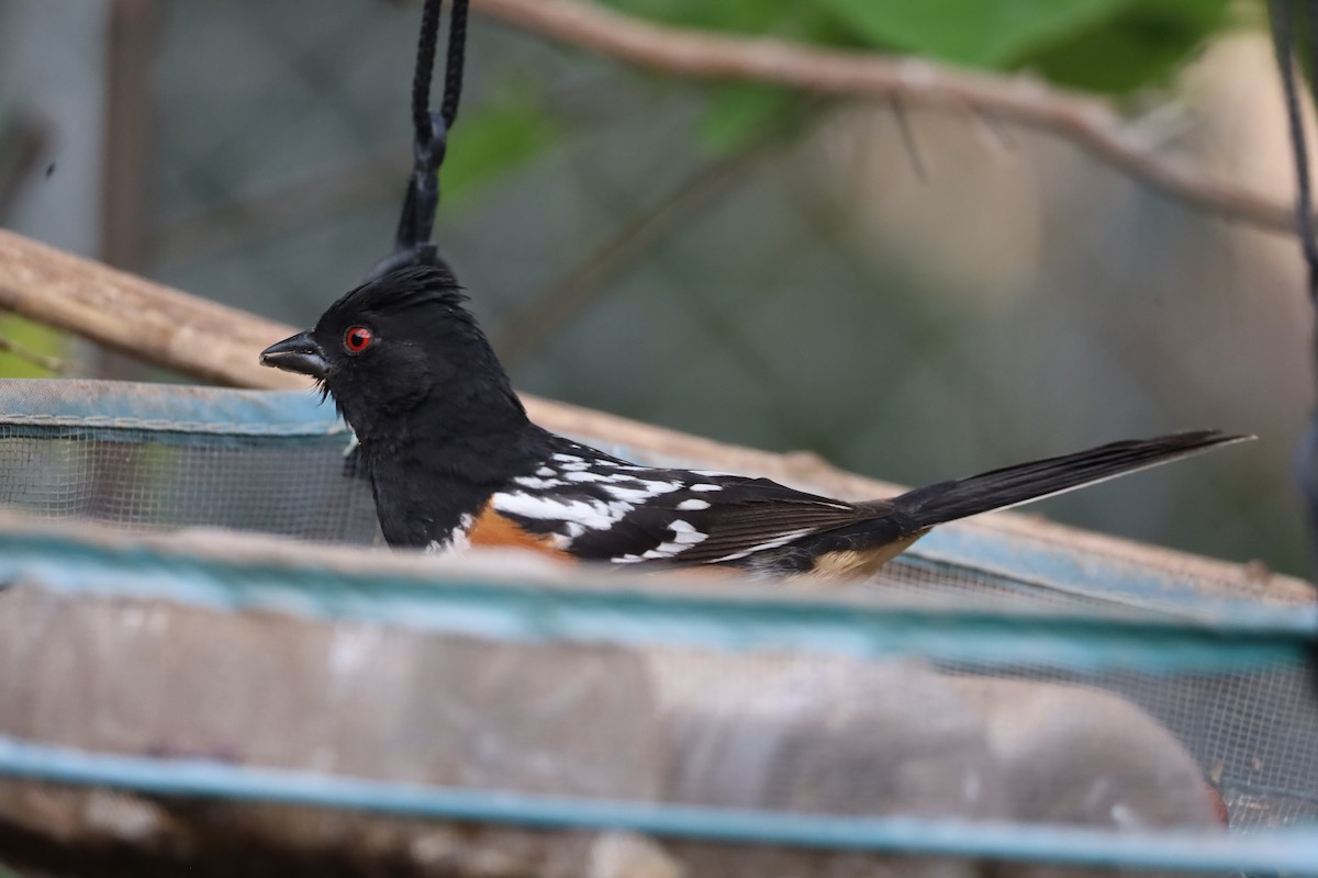 Spotted Towhee - ML618469352