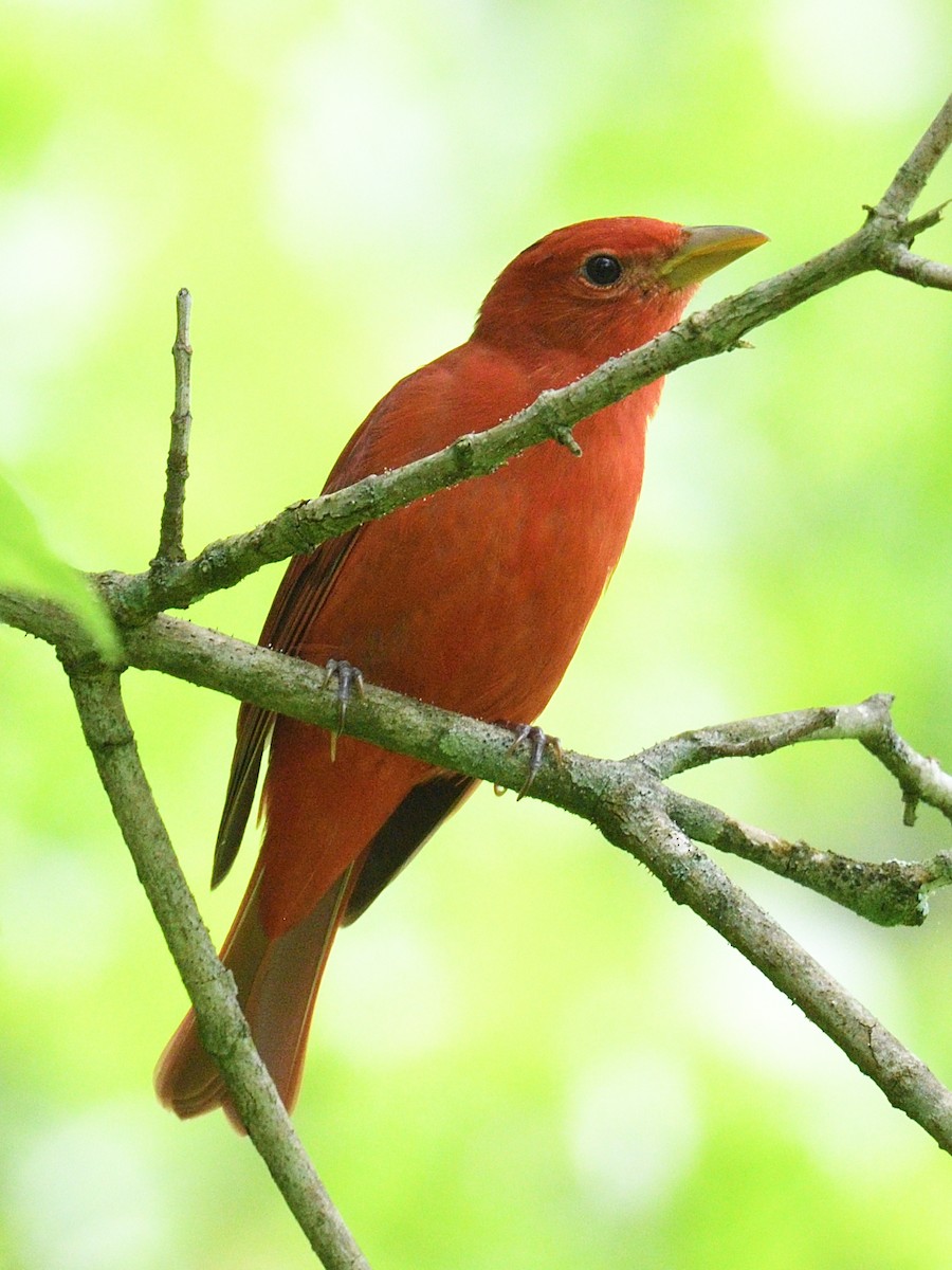 Summer Tanager - Colin Fisher
