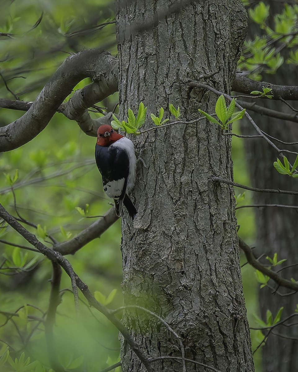 Red-headed Woodpecker - ML618469395