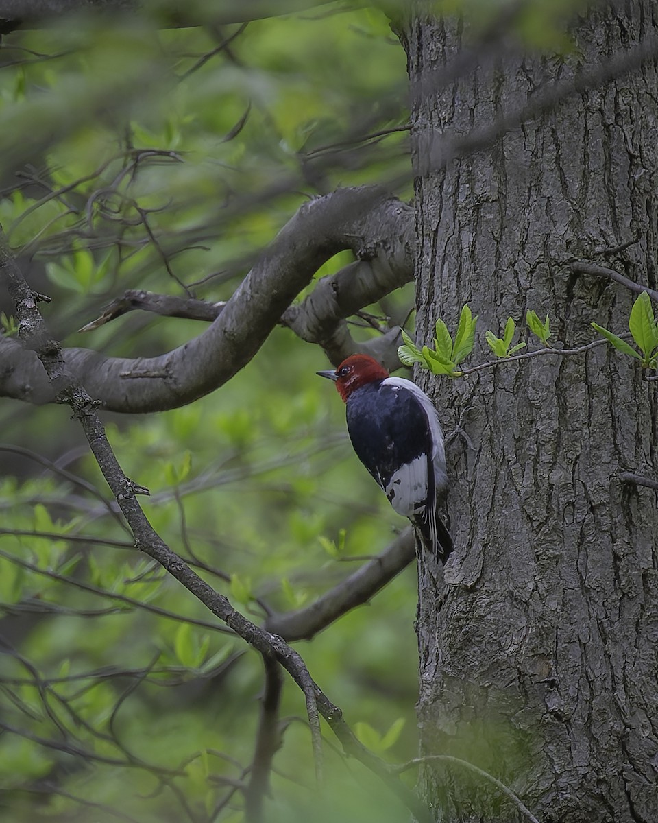 Red-headed Woodpecker - ML618469396