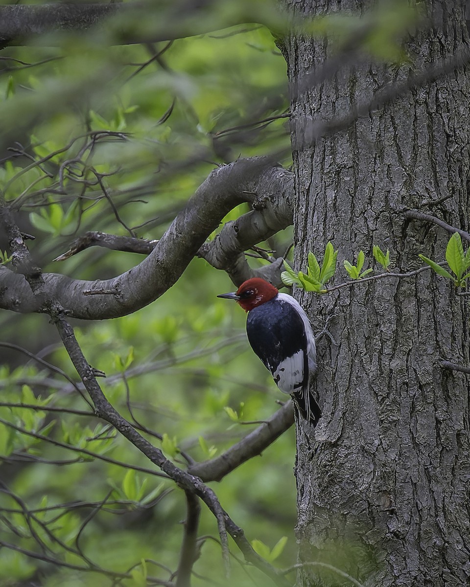 Red-headed Woodpecker - ML618469397