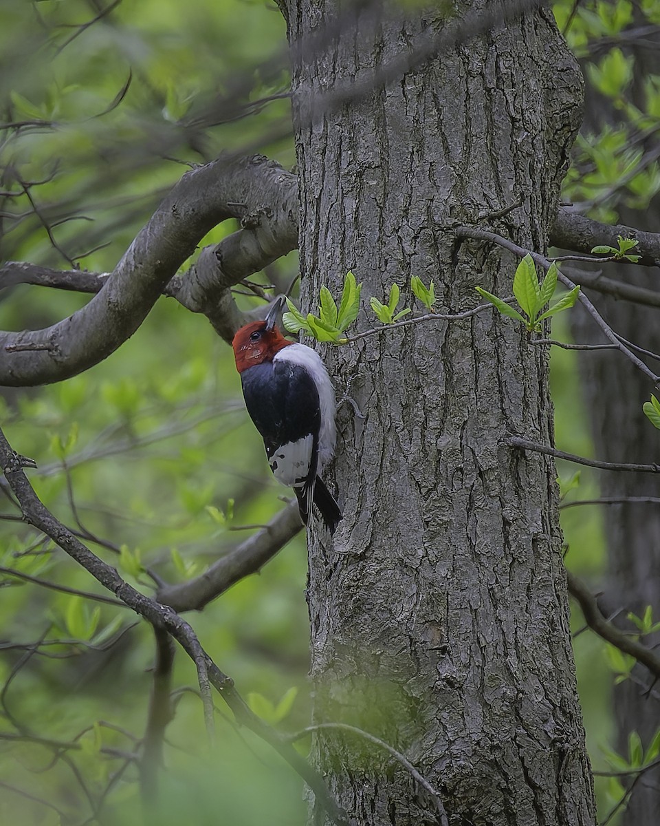Red-headed Woodpecker - ML618469398