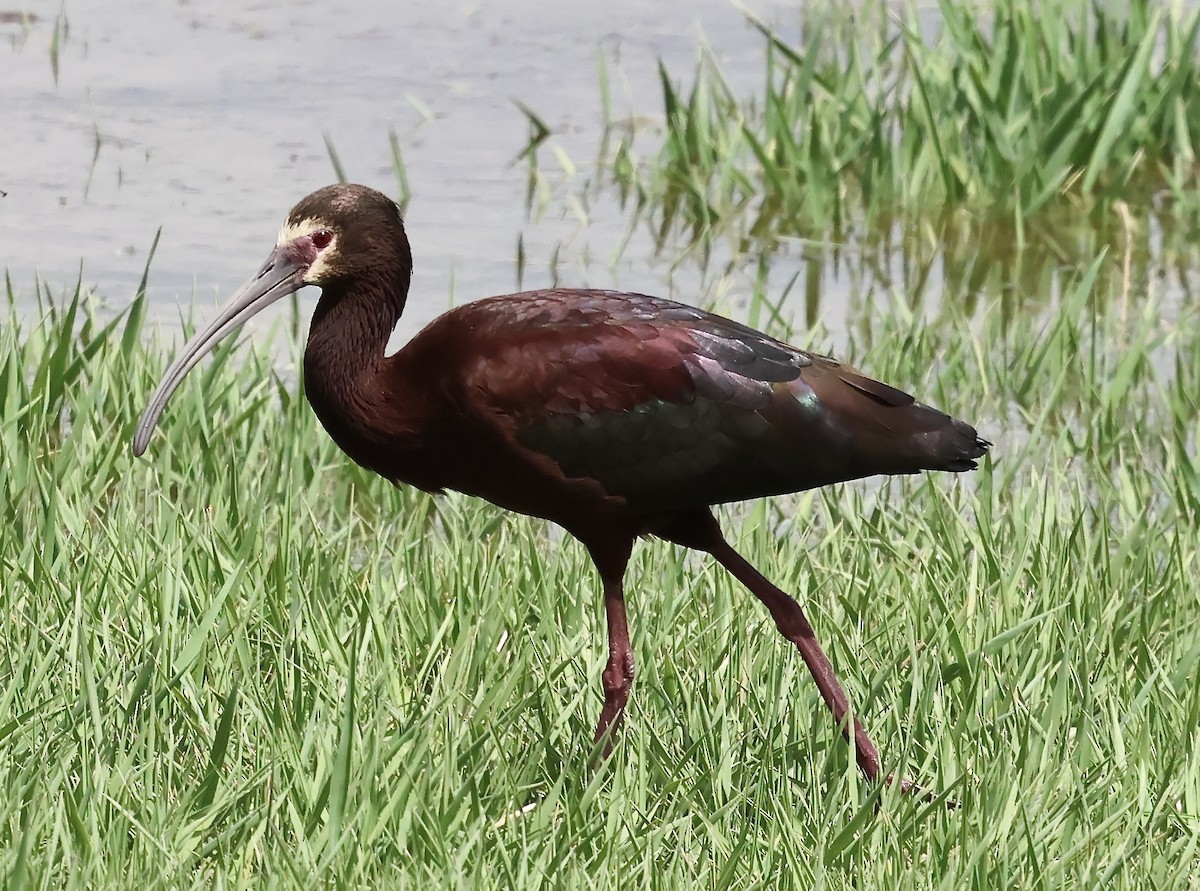 ibis americký - ML618469399