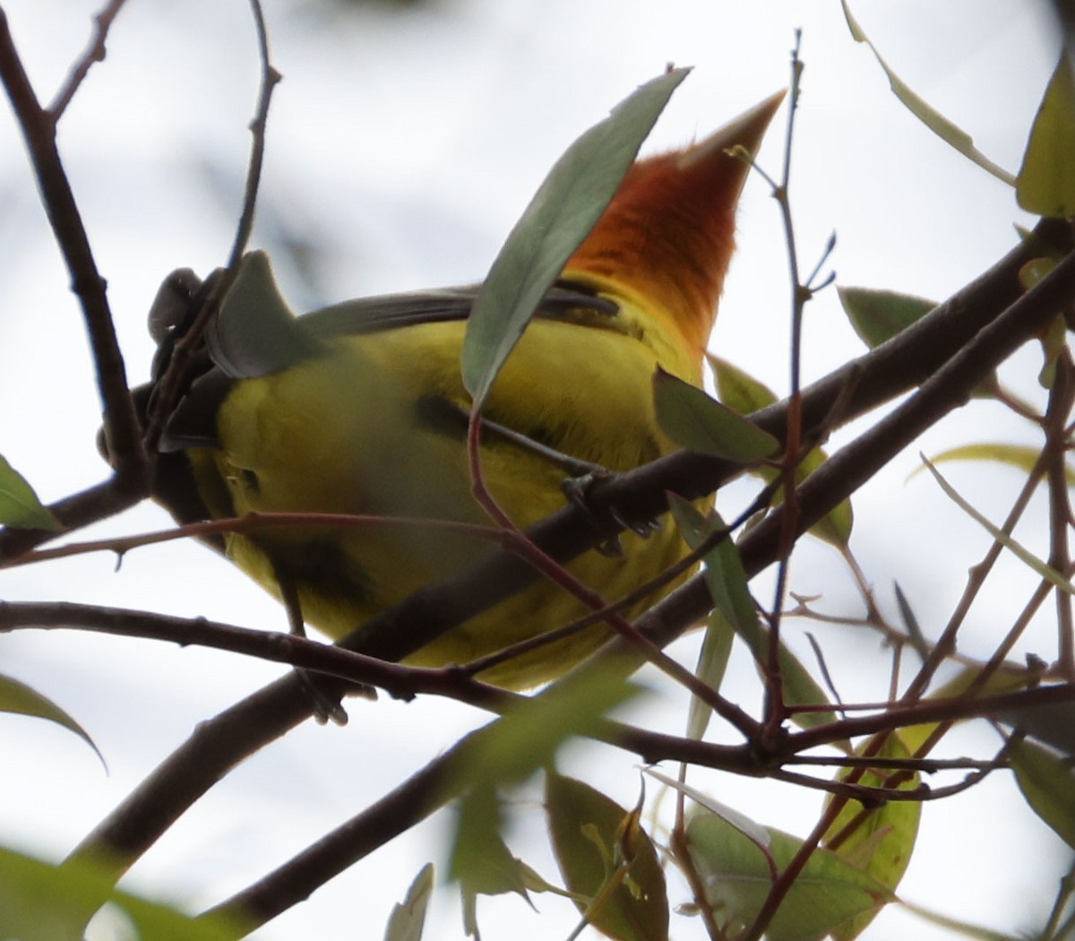 Western Tanager - George Nothhelfer